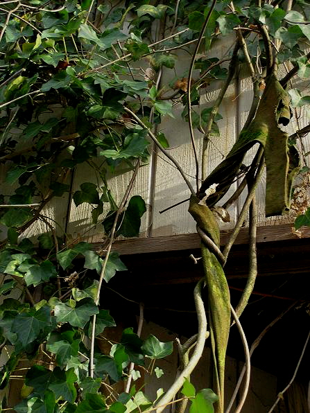 wisteria strangling dress